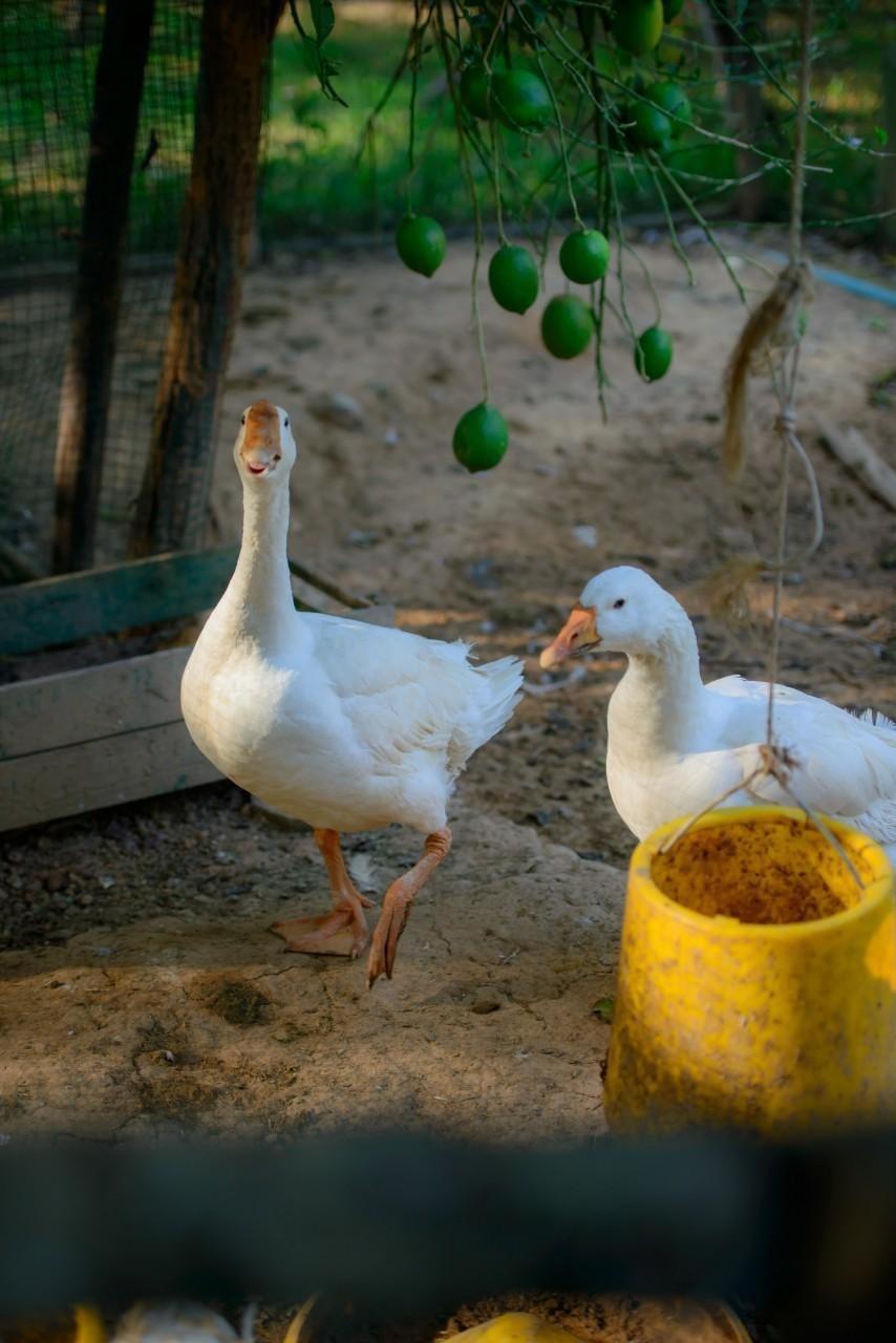 ห่านขาวคู่หนึ่งใต้ต้นมะนาวเขียวในไร่พสุธารา